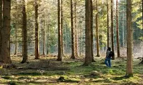 یک ساعت طبیعت‌گردی بر عملکرد مغز چه تاثیری می‌گذارد؟