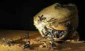 ۵ روش عجیب جنگی در دنیای باستان، از پرتاب بمب‌ عقرب تا حمله با آتش یونانی