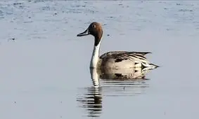 مشاهده گونه جدیدی از پرنده در تالاب کاراسو

