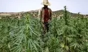 کشت قانونی یک مخدر دیگر کلید خورد؛ تفاوت شاهدانه صنعتی با ماریجوانا و گل چیست؟