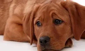 سگ بازیگوشی که با جویدن «پاوربانک» خانه‌‌ای را به آتش کشید/ ویدئو