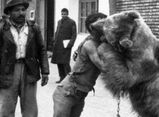 سفر به تهران قدیم؛ کشتی با خرس در خیابان‌های تهران/ تصاویر