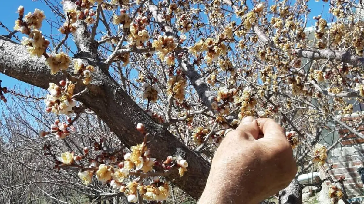 پیش بینی خسارت ۳۵ درصدی باغات خراسان شمالی بر اثر سرمای چند روز گذشته
