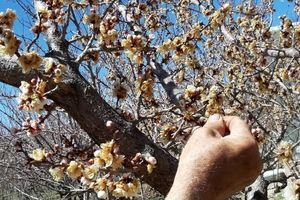 پیش بینی خسارت ۳۵ درصدی باغات خراسان شمالی بر اثر سرمای چند روز گذشته