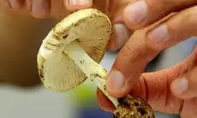 مسمومیت 17 نفر در پی مصرف قارچ وحشی در آذربایجان شرقی 