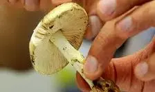 مسمومیت 17 نفر در پی مصرف قارچ وحشی در آذربایجان شرقی 
