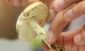 مسمومیت 17 نفر در پی مصرف قارچ وحشی در آذربایجان شرقی 