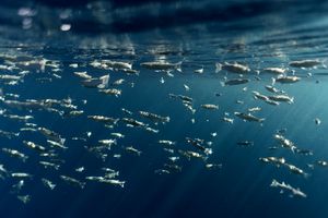 محققان دانشگاه توکیو: تغییرات آب و هوایی بر اندازه ماهی ها تأثیر گذاشته است