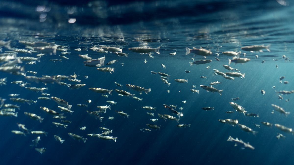 محققان دانشگاه توکیو: تغییرات آب و هوایی بر اندازه ماهی ها تأثیر گذاشته است