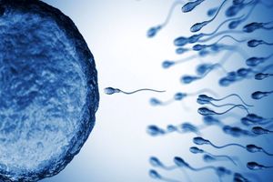 ۵ دلیل کاهش اسپرم مردان در سراسر جهان