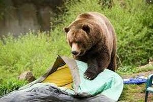 حمله خرس‌ها به چادر کوهنوردان/ ویدئو
