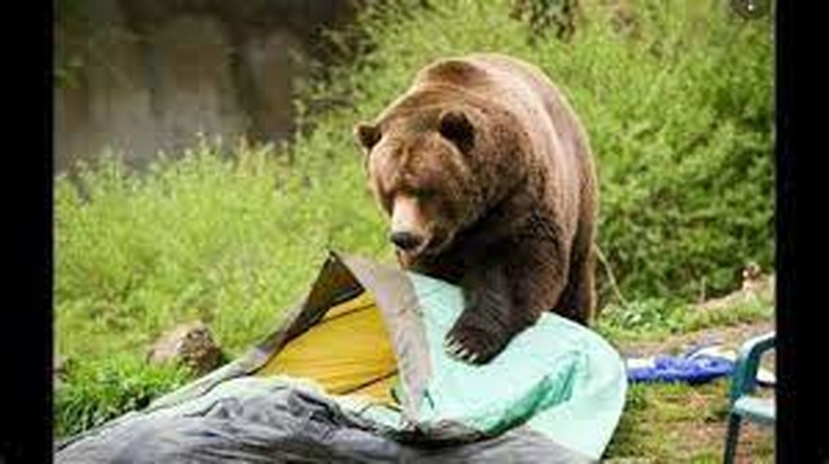 حمله خرس‌ها به چادر کوهنوردان/ ویدئو