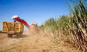  نیشکر در سطح کشور بی‌نظیر است/ امسال سودآوری ۱۰۰ درصدی نیشکر محقق خواهد شد