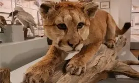 مبارزه با قاچاق حیات وحش به صورت زنده و تاکسی درمی/ ۷ باند قاچاق حیوان شناسایی و منهدم شد

