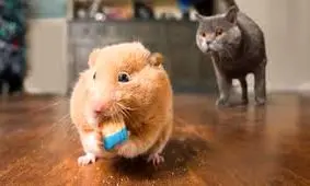 سکانس‌های تام و جری در واقعیت/ ویدئو