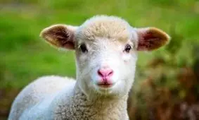 استفاده از گوسفند اصلاح ژنتیکی شده برای درمان بیماری مغزی مرگبار کودکان