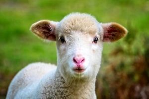 استفاده از گوسفند اصلاح ژنتیکی شده برای درمان بیماری مغزی مرگبار کودکان