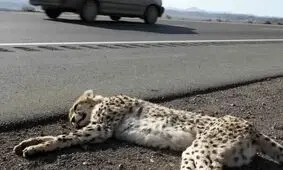 اعتباری ۷۰ میلیاردی برای فنس‌کشی جاده مرگ یوزها