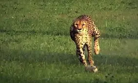 «یوزپلنگ» ترسو شکارش را به «ماده شیر» واگذار کرد/ ویدئو