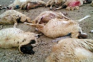 تلف شدن ۴ رأس گوسفند در حمله گرگ گرسنه در 