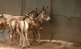 تکذیب مرگ گورخرهای قطروئیه بر اثر تشنگی

