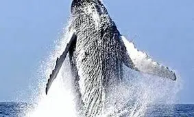 مرگ نهنگ از برخورد با قایق/ ویدئو 