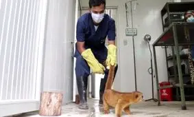 عمل جراحی پلاستیک روی صورت یک خرسک دم حلقه‌ای / ویدئو