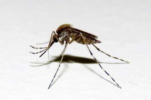 علائم و نشانه‌های مالاریا 