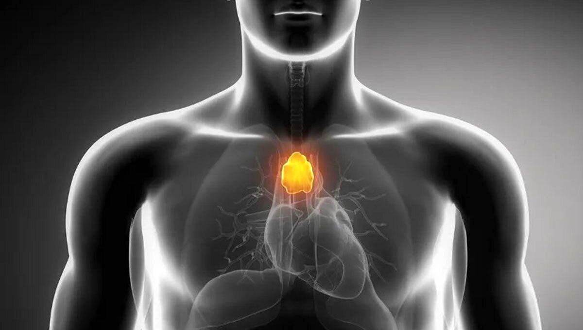 غده تیموس؛ از عضو بیفایده تا کلید سلامتی