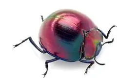 سوسک شب رو به این زیبایی/ تصاویر