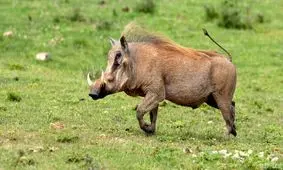 لحظه تکان دهنده از کشتار رگباری گرازها توسط کشاورزان/ ویدئو