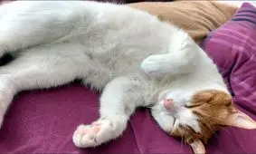 زبان خاموش گربه‌ | رازهای پنهان در حالت‌های خواب گربه‌ها