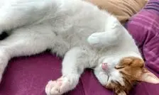 زبان خاموش گربه‌ | رازهای پنهان در حالت‌های خواب گربه‌ها