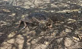 تولد نخستین بچه گوزن زرد ایرانی در سال ۱۴۰۱

