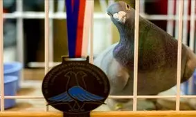 لهستان؛ بهشت کبوتربازها/ ویدئو