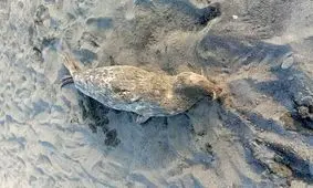 عاشوری: تلفات فک های خزری در گیلان به ۲۶ قلاده رسید
