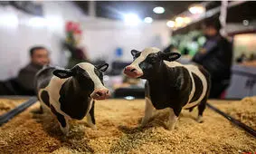 جدیدترن گزارش از بزرگترین نمایشگاه دام و طیور ایران ۱۴۰۱