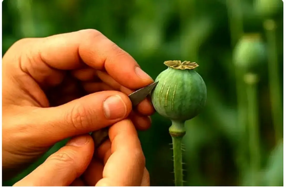 رشد ۱۵۰ درصدی تخصیص تریاک؛ ۶۰ درصد تولید شرکت‌های دارویی صادر شد!