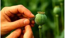 رشد ۱۵۰ درصدی تخصیص تریاک؛ ۶۰ درصد تولید شرکت‌های دارویی صادر شد!