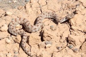 مشاهدهٔ افعی دوشاخ در کوه گنبدباز نطنز/ ویدئو