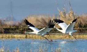 طبیعت برای دو درنای سیبری چه سرنوشتی را رقم می‌زند؟