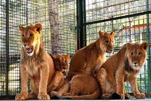 نگهداری حیوانات در باغ وحش مشهد مطلوب و همخوان با استانداردها است