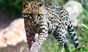 پلنگچه، شکارچی مرموزی که مخفیانه شکار می‌کند/ ویدئو

