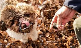 بر سر این قارچ، جنگی خونین در جریان است