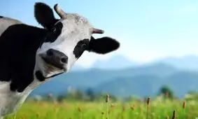 گاوهایی با اسم‌های خاص/ شناسنامه اینترنتی برای گاوهای هلندی!