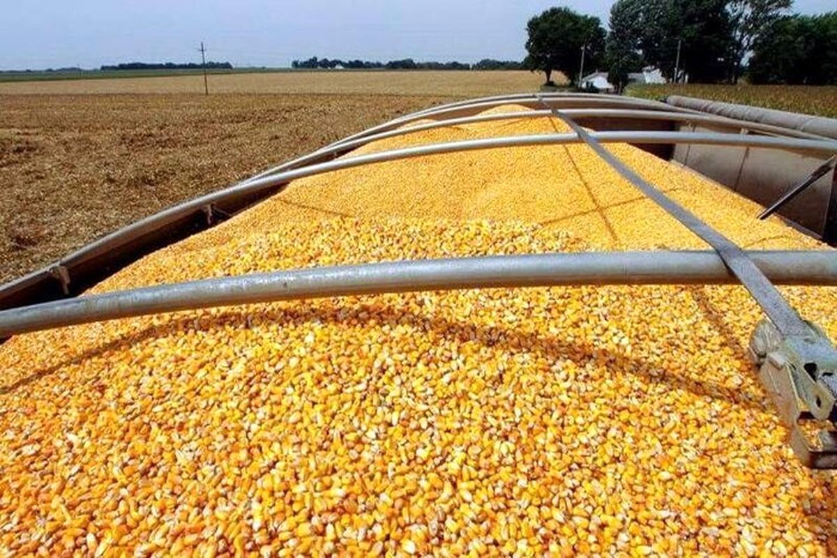 چه کسانی ذرت و کنجاله سویا وارد کشور میکنند؟/ ویدئو
