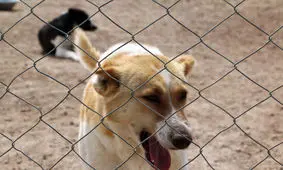 شناسایی مرد حیوان آزار ماسالی