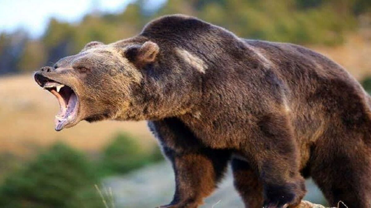 خرس قهوه ای ۳ نفر را در آذربایجان شرقی درید