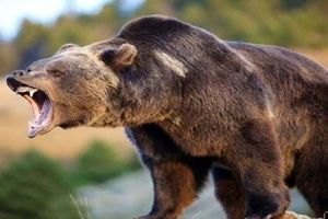 خرس قهوه ای  ۳ نفر را در آذربایجان شرقی درید