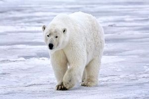 ساخت پارچه‌ای فوق سبک و عایق با الهام از خرس قطبی

